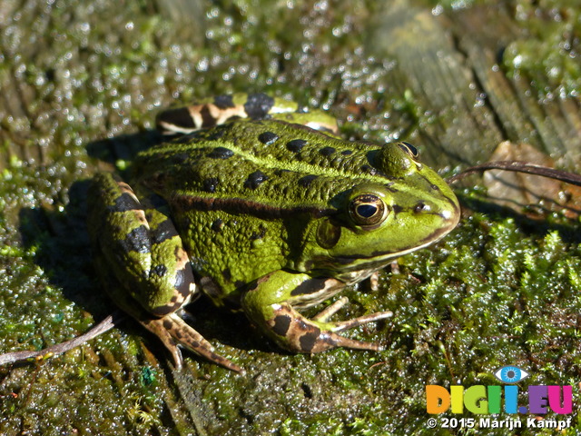 FZ019928 Marsh frogs (Pelophylax ridibundus)